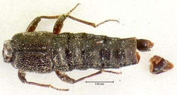 Media type: image;   Entomology 6378 Aspect: habitus dorsal view